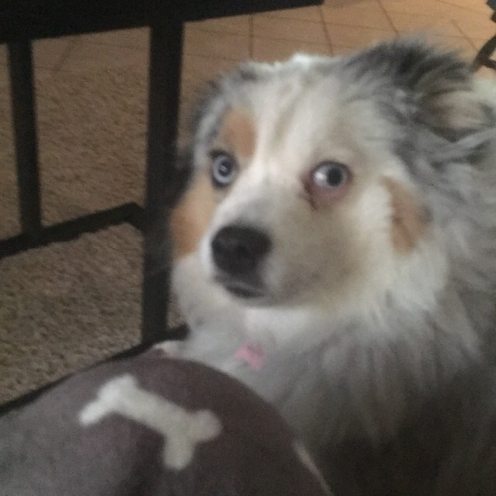 Meet your Posher, Sam